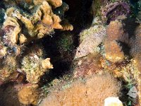 Reef Scorpion Fish 1